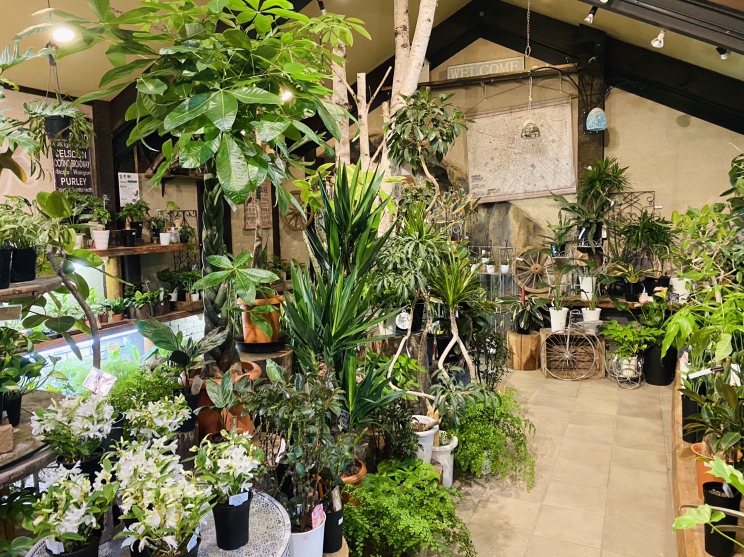 Flower Shop LOBELIA ロベリア2.jpg